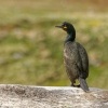 Kormoran chocholaty - Phalacrocorax aristotelis - European Shag3768